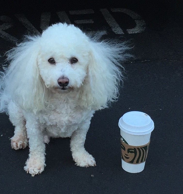 Photo of Marian's dog, Jack, alongside a Starbucks cup